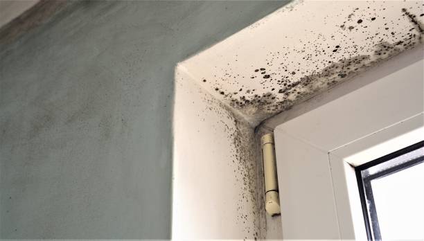 Mold Odor Removal Services in Vinco, PA