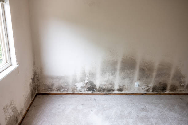 Best Black Mold Removal  in Vinco, PA