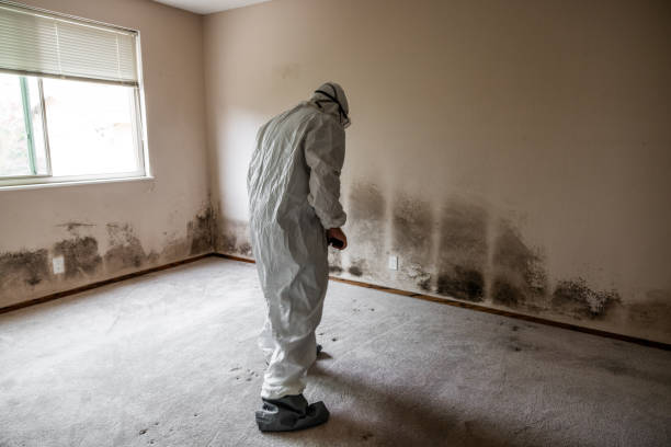 Professional Mold Inspection, Removal & Remediation in Vinco, PA